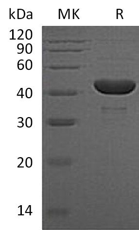 BL-1595NP: Greater than 95% as determined by reducing SDS-PAGE. (QC verified)