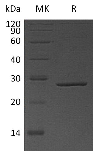 BL-1598NP: Greater than 95% as determined by reducing SDS-PAGE. (QC verified)