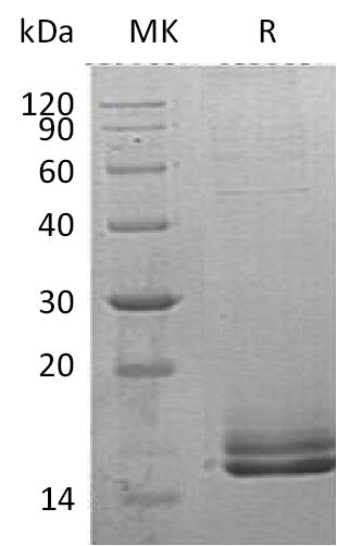 BL-0919NP: Greater than 90% as determined by reducing SDS-PAGE. (QC verified)