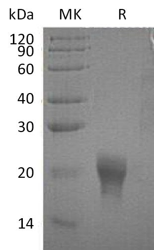 BL-0276NP: Greater than 95% as determined by SEC-HPLC. (Regularly tested)