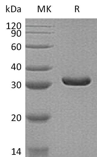 BL-1592NP: Greater than 95% as determined by reducing SDS-PAGE. (QC verified)