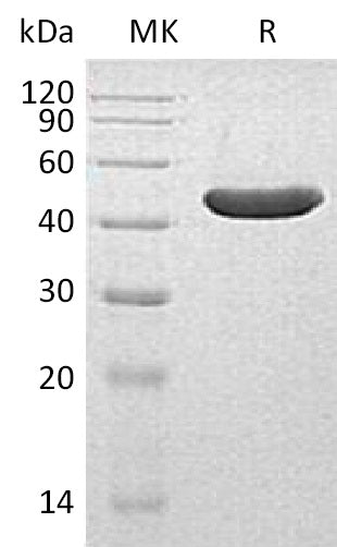 BL-1593NP: Greater than 95% as determined by reducing SDS-PAGE. (QC verified)