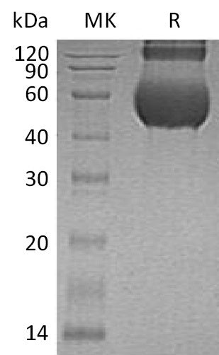 BL-0927NP: Greater than 90% as determined by reducing SDS-PAGE. (QC verified)