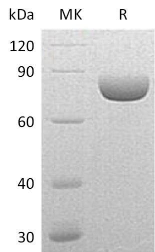 BL-0922NP: Greater than 95% as determined by reducing SDS-PAGE. (QC verified)