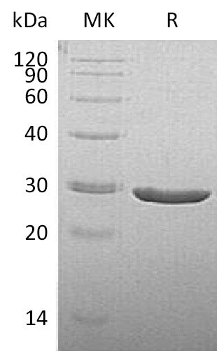 BL-1602NP: Greater than 95% as determined by reducing SDS-PAGE. (QC verified)