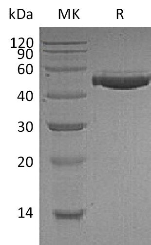 BL-1604NP: Greater than 95% as determined by reducing SDS-PAGE. (QC verified)