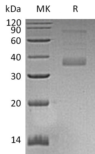 BL-0928NP: Greater than 85% as determined by reducing SDS-PAGE. (QC verified)