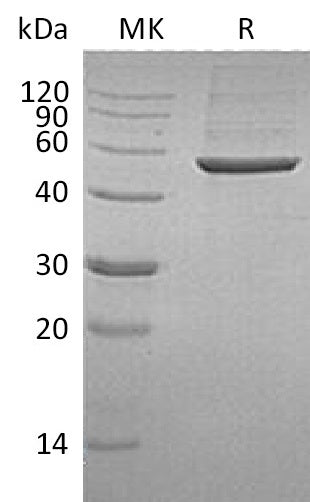 BL-1603NP: Greater than 95% as determined by reducing SDS-PAGE. (QC verified)