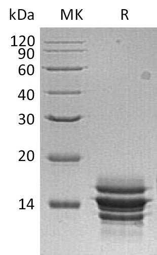 BL-0929NP: Greater than 95% as determined by reducing SDS-PAGE. (QC verified)