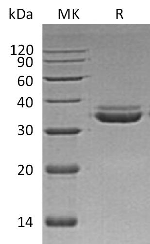 BL-0926NP: Greater than 95% as determined by reducing SDS-PAGE. (QC verified)