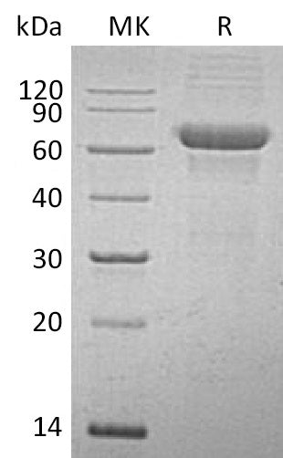 BL-0925NP: Greater than 90% as determined by reducing SDS-PAGE. (QC verified)