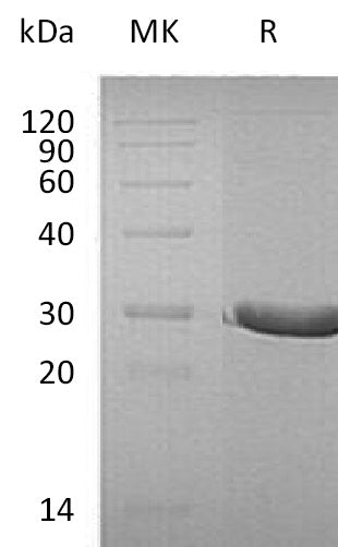 BL-1601NP: Greater than 95% as determined by reducing SDS-PAGE. (QC verified)