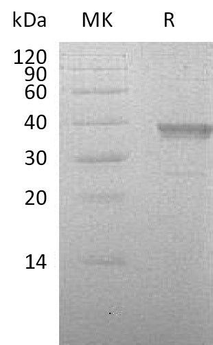 BL-0924NP: Greater than 90% as determined by reducing SDS-PAGE. (QC verified)