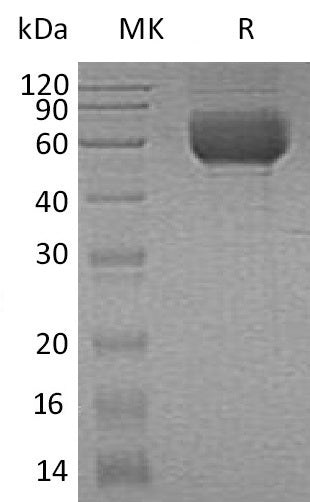 BL-0930NP: Greater than 95% as determined by reducing SDS-PAGE. (QC verified)