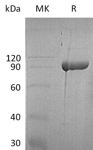 BL-1606NP: Greater than 95% as determined by reducing SDS-PAGE. (QC verified)