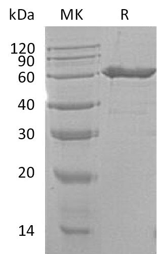 BL-0312NP: Greater than 95% as determined by reducing SDS-PAGE. (QC verified)