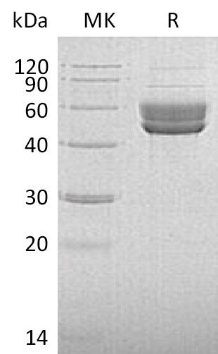 BL-0938NP: Greater than 95% as determined by reducing SDS-PAGE. (QC verified)