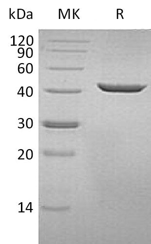 BL-1609NP: Greater than 95% as determined by reducing SDS-PAGE. (QC verified)