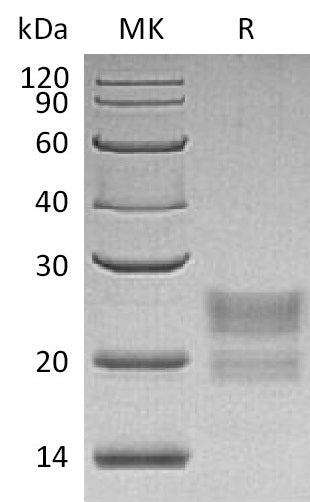 BL-0931NP: Greater than 95% as determined by reducing SDS-PAGE. (QC verified)