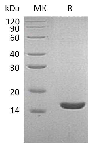 BL-1607NP: Greater than 95% as determined by reducing SDS-PAGE. (QC verified)