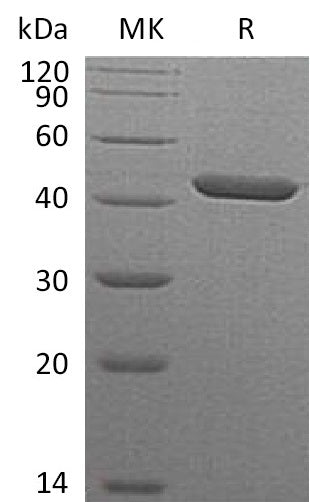 BL-0937NP: Greater than 95% as determined by reducing SDS-PAGE. (QC verified)