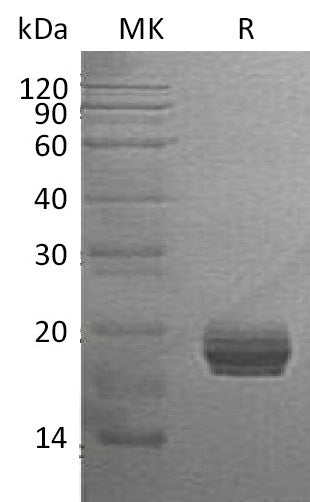 BL-0932NP: Greater than 95% as determined by reducing SDS-PAGE. (QC verified)