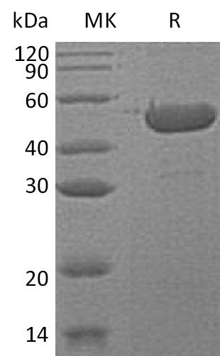 BL-1608NP: Greater than 95% as determined by reducing SDS-PAGE. (QC verified)