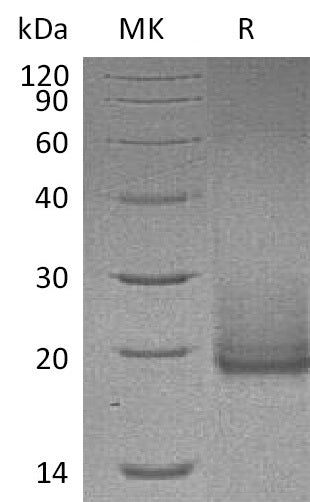 BL-0936NP: Greater than 95% as determined by reducing SDS-PAGE. (QC verified)