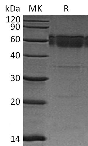 BL-0087NP: Greater than 95% as determined by reducing SDS-PAGE. (QC verified)