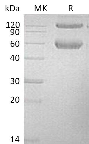 BL-0939NP: Greater than 95% as determined by reducing SDS-PAGE. (QC verified)