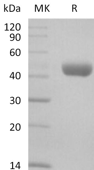 BL-0942NP: Greater than 95% as determined by reducing SDS-PAGE. (QC verified)