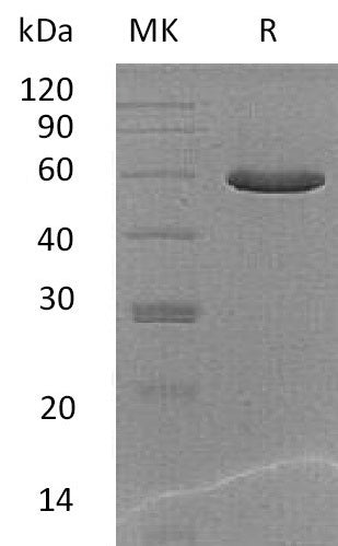 BL-1611NP: Greater than 95% as determined by reducing SDS-PAGE. (QC verified)