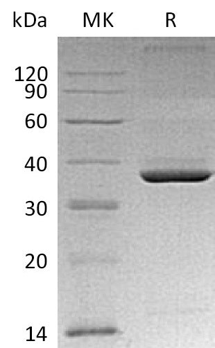 BL-0941NP: Greater than 95% as determined by reducing SDS-PAGE. (QC verified)