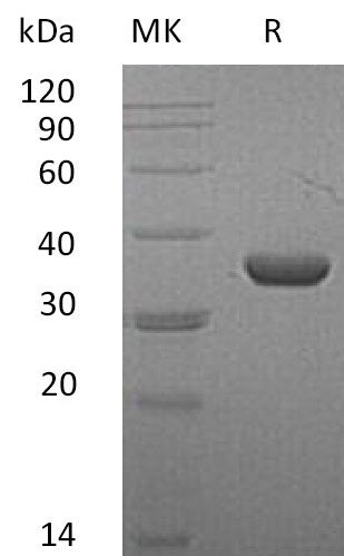 BL-1612NP: Greater than 95% as determined by reducing SDS-PAGE. (QC verified)