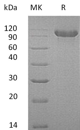 BL-0946NP: Greater than 76% as determined by reducing SDS-PAGE. (QC verified)