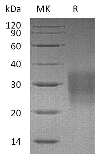 BL-1077NP: Greater than 95% as determined by reducing SDS-PAGE. (QC verified)