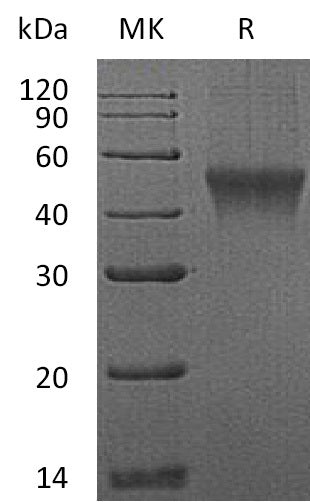 BL-1075NP: Greater than 95% as determined by reducing SDS-PAGE. (QC verified)