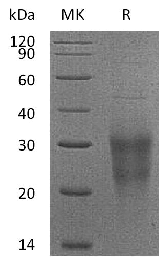 BL-0323NP: Greater than 95% as determined by reducing SDS-PAGE. (QC verified)