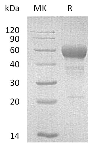 BL-0164NP: Greater than 95% as determined by reducing SDS-PAGE. (QC verified)