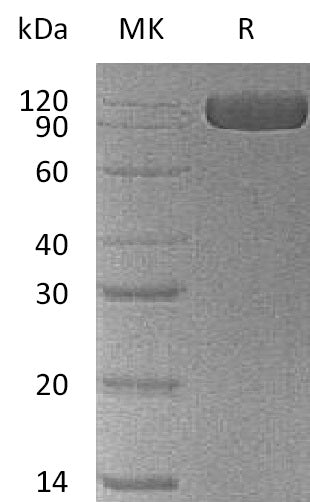 BL-1074NP: Greater than 95% as determined by reducing SDS-PAGE. (QC verified)