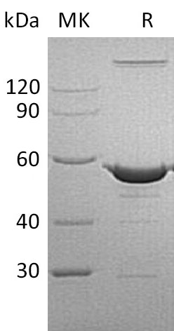 BL-1063NP: Greater than 90% as determined by reducing SDS-PAGE. (QC verified)