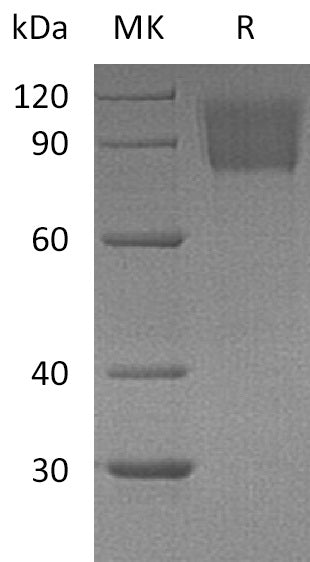 BL-1059NP: Greater than 95% as determined by reducing SDS-PAGE. (QC verified)