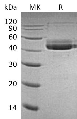 BL-0157NP: Greater than 95% as determined by reducing SDS-PAGE. (QC verified)