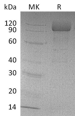 BL-0154NP: Greater than 95% as determined by reducing SDS-PAGE. (QC verified)