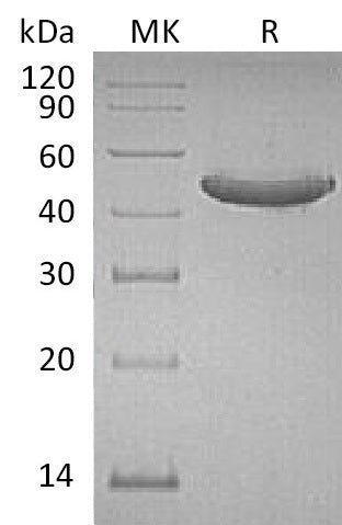 BL-0158NP: Greater than 95% as determined by reducing SDS-PAGE. (QC verified)