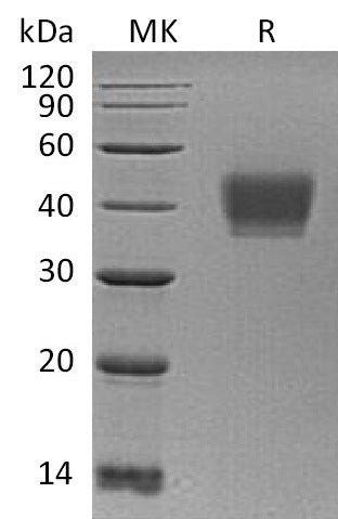 BL-0395NP: Greater than 95% as determined by reducing SDS-PAGE. (QC verified)