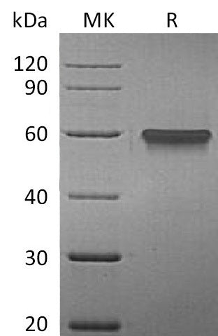 BL-0152NP: Greater than 95% as determined by reducing SDS-PAGE. (QC verified)