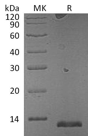 BL-1940NP: Greater than 95% as determined by reducing SDS-PAGE. (QC verified)