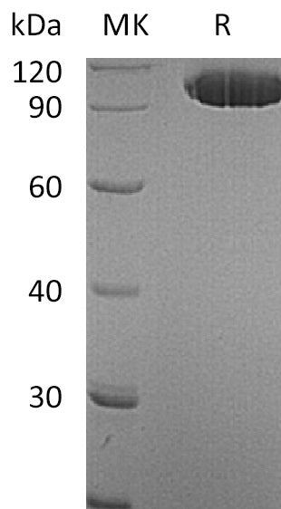 BL-0163NP: Greater than 95% as determined by reducing SDS-PAGE. (QC verified)