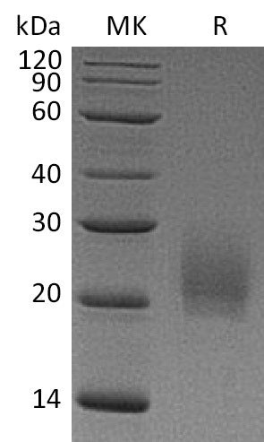 BL-0321NP: Greater than 95% as determined by reducing SDS-PAGE. (QC verified)